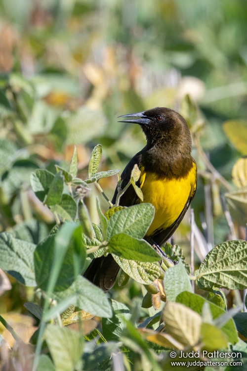 Brown-and-yellow Marshbird, Laguna El Tupungato, Argentina